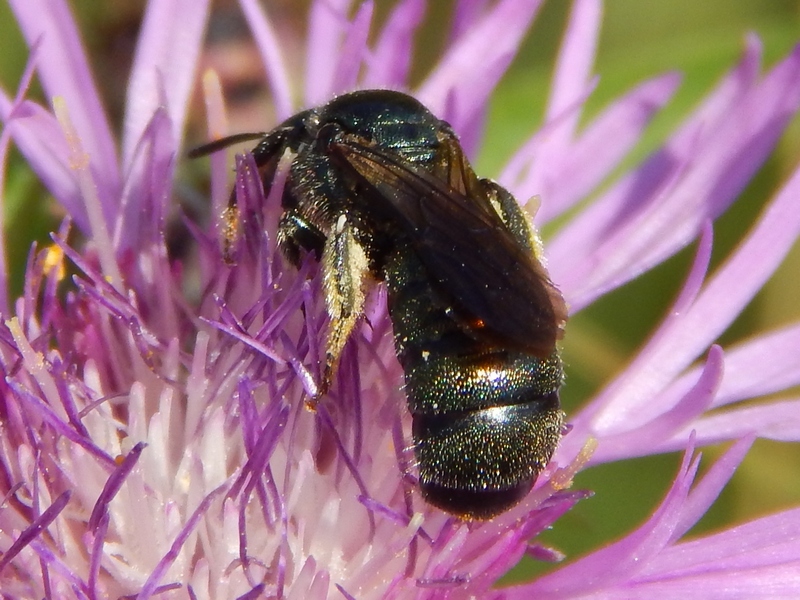 Apidae: Ceratina sp.?